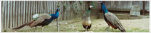 males and female